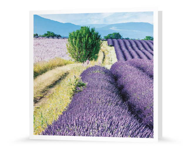 Grußkarte | Lavendel